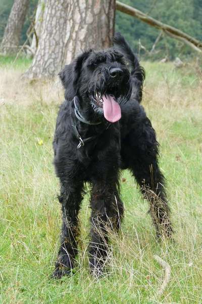 Wo sind die Riesenschnauzer?-Beitrag-Bild