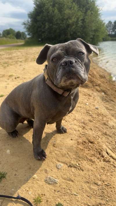 Hundetreffen-Einfach Spazieren gehen-Bild