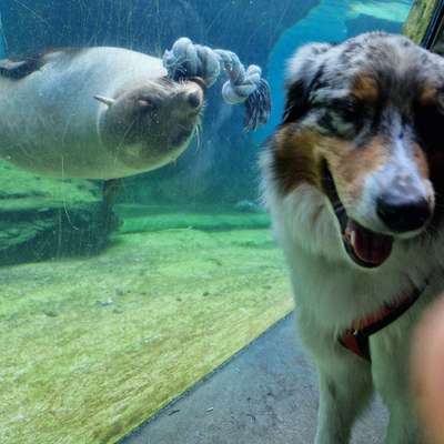 Hundetreffen-Gassi / Spielrunden in Geismar-Bild