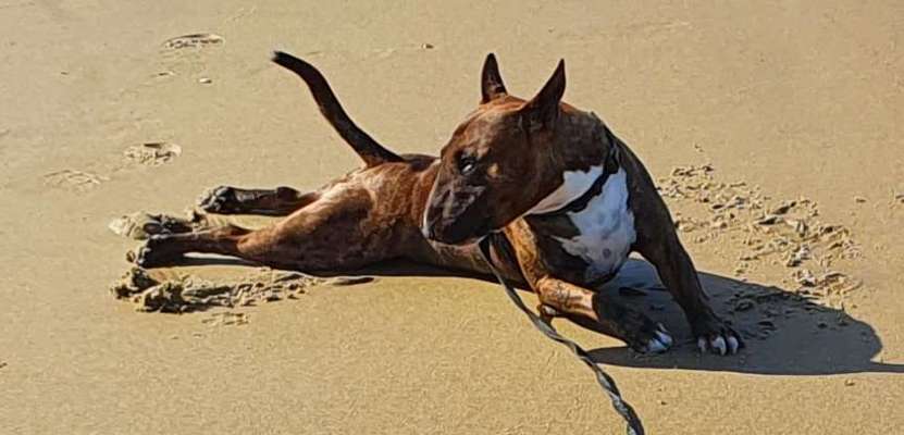 Miniatur Bull Terrier-Beitrag-Bild