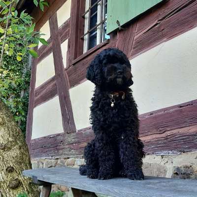 Hundetreffen-Gassi gehen am Morgen-Profilbild