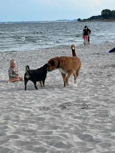 Wo macht ihr gerne Urlaub mit eurem Vierbeinern?-Beitrag-Bild