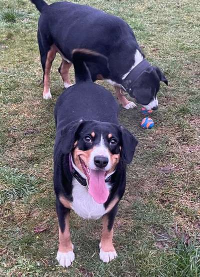 Schweizer Sennenhunde-Beitrag-Bild