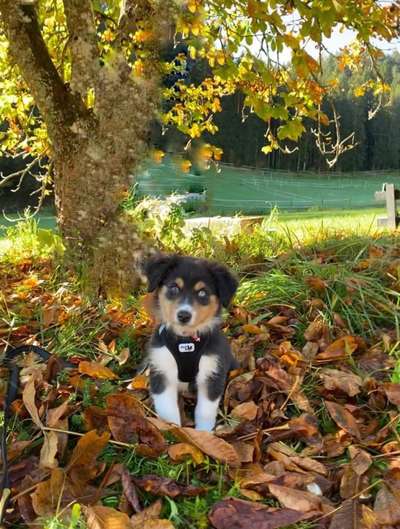 Die Dogorama Kalender Challenge Titelbild-Beitrag-Bild