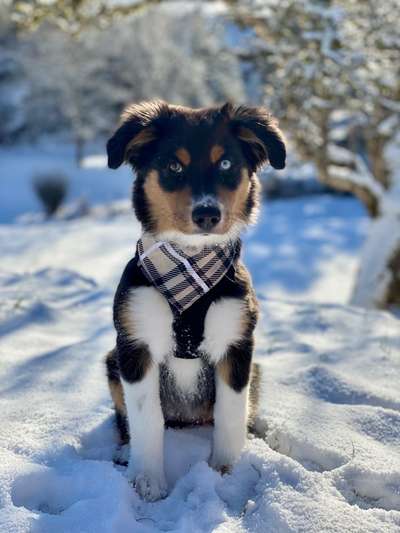 Fotochallenge 61 ~ Schnee-Beitrag-Bild