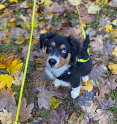 Fotochallenge Nr 55  -  Hund im November--Beitrag-Bild