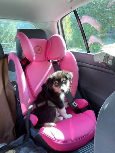 Zeige das lustigste Bild eures Hundis-Beitrag-Bild