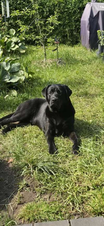 Hundetreffen-Spieletreffen-Bild