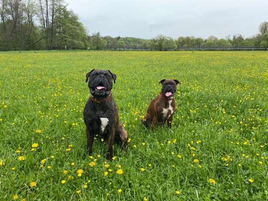 Hundetreffen-Gassigehen, Austausch und Training-Bild