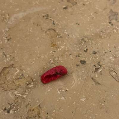 Giftköder-Rattengift-Bild