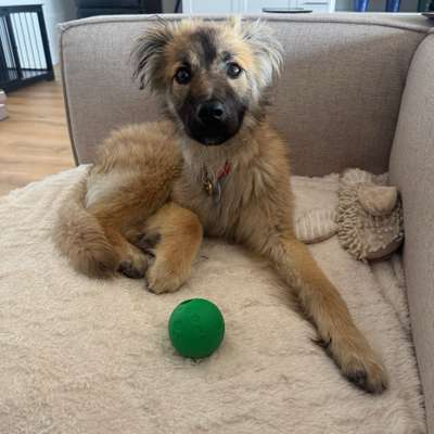 Hundetreffen-Koda sucht Spielpartner-Bild