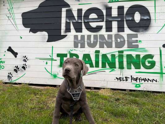 Hundeschulen-NeHo Hundetraining-Bild