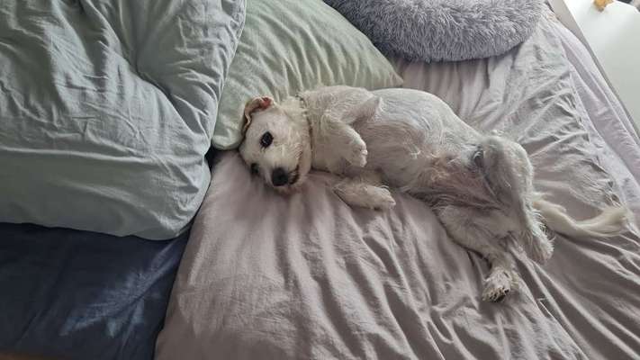 Zecken raus bekommen-Beitrag-Bild