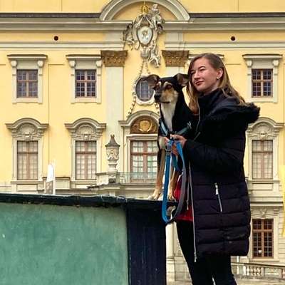 Hundetreffen-Hundebegegnungen trainieren-Bild