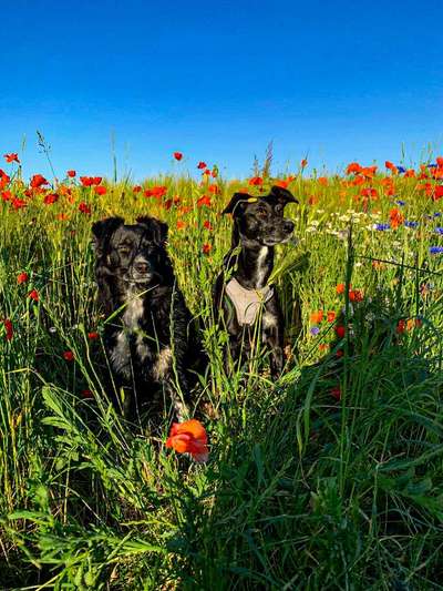 Fotowettbewerb Natur-Beitrag-Bild
