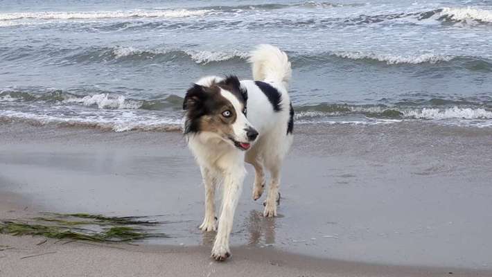 Unsere Fellnasen im Regenbogenland-Beitrag-Bild