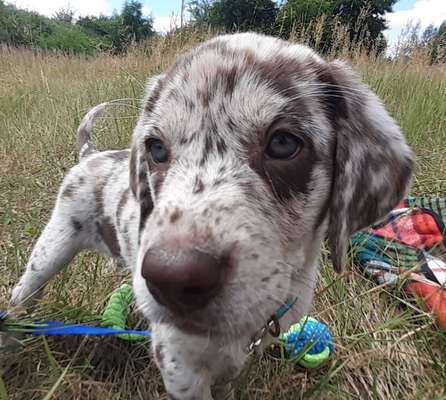 Aussiedors oder Leopard Labrador Gruppe-Beitrag-Bild