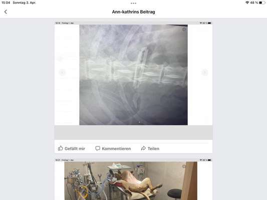 Unsere Fellnasen im Regenbogenland-Beitrag-Bild