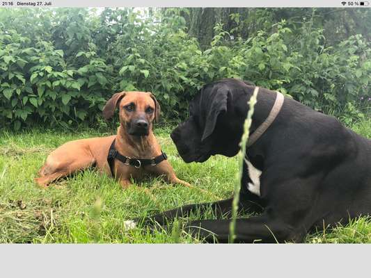 Unsere Fellnasen im Regenbogenland-Beitrag-Bild