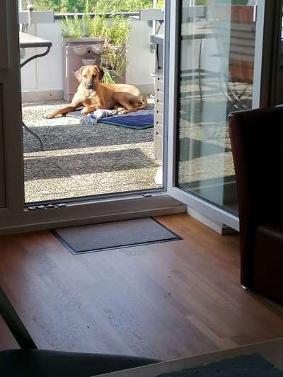 Rhodesian Ridgeback-Beitrag-Bild