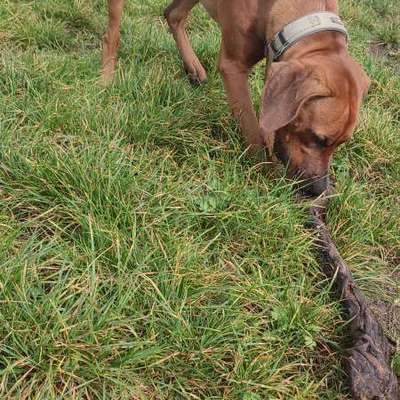 Hundetreffen-Gasi Runde und Freilauf in Bad Münder-Bild