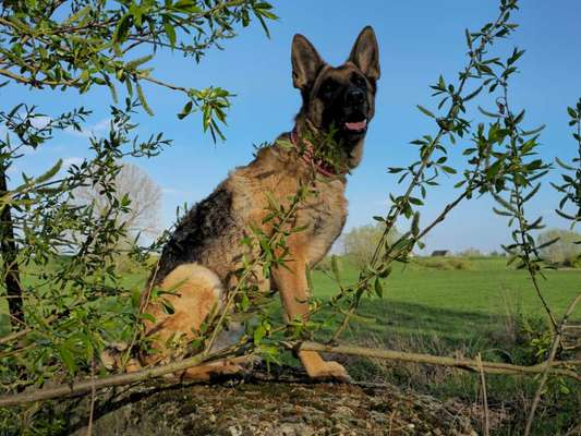 Hundetreffen-Schäferhund WhatsApp Gruppe-Bild