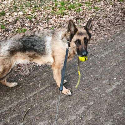 Hundetreffen-Gemeinsame Spaziergänge-Bild