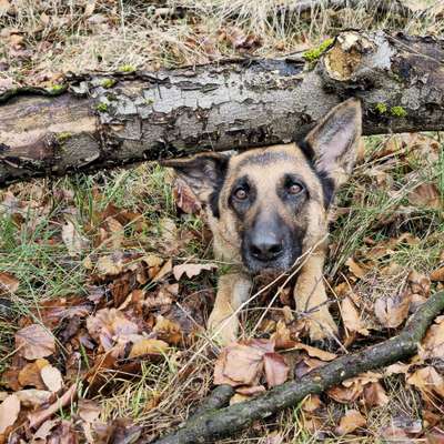 Hundetreffen-WhatsApp Gruppe-Profilbild