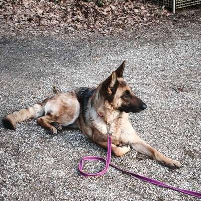 Hundetreffen-Hunde Training-Bild