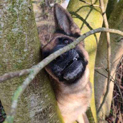 Hundetreffen-Trainingstreffen-Bild