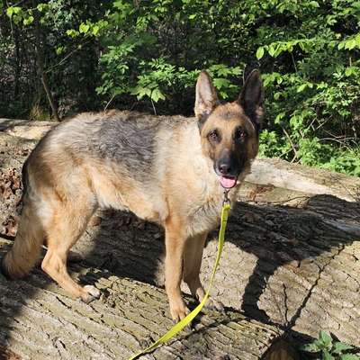 Hundetreffen-Social Walk-Bild