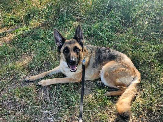 Hundetreffen-Gemeinsamen Hundesport-Bild