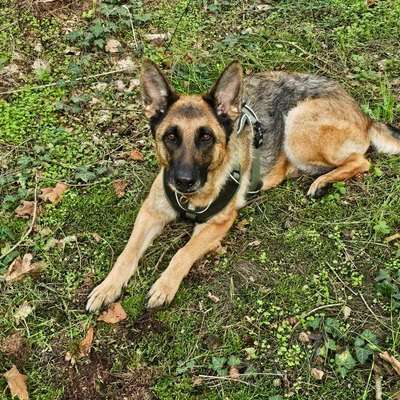Hundetreffen-Fährten-Bild