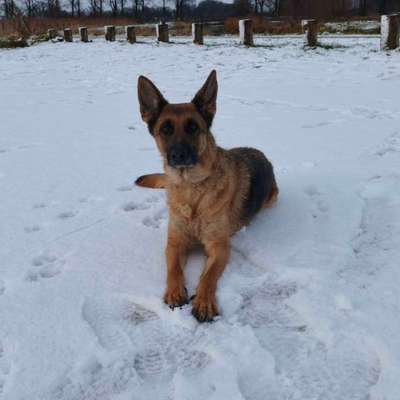 Hundetreffen-Social Walk-Bild