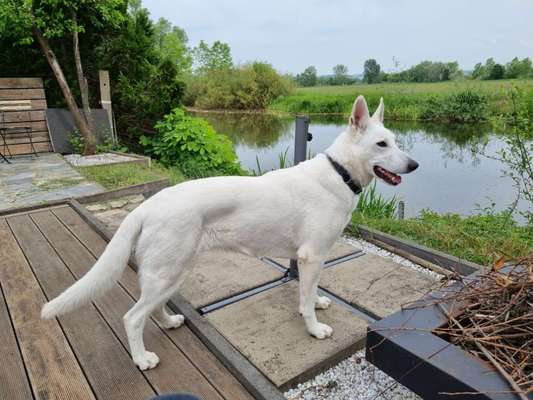 Weißer Schweizer Schäferhund-Beitrag-Bild