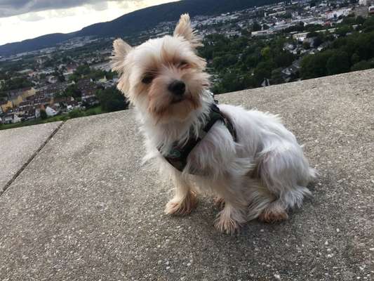 Dogorama Photo Challenge - Hundeblick zum hinschmelzen-Beitrag-Bild