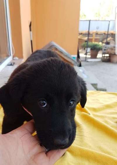 Welpen Bilder !-Beitrag-Bild