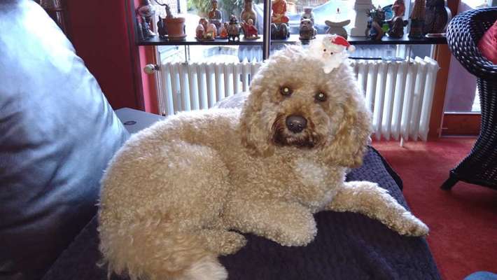 Ich möchte mir einen Hund zulegen.-Beitrag-Bild