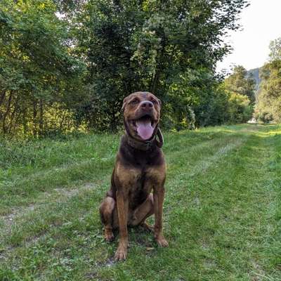 Hundetreffen-Gassi/Spiel Freund gesucht-Bild