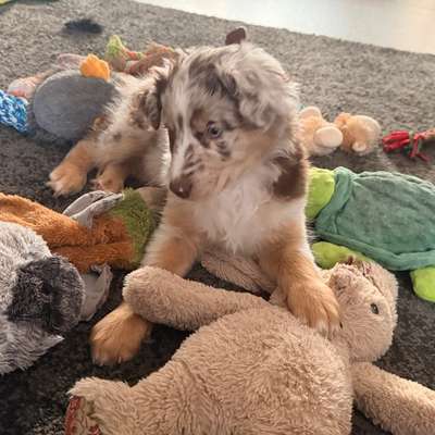 Hundetreffen-Welpentreffen-Bild