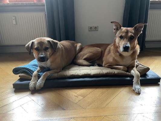 TierschutzhundeStammtisch🐕-Beitrag-Bild