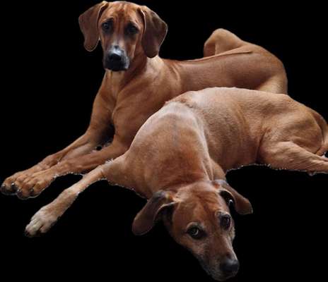 Rhodesian Ridgeback-Beitrag-Bild