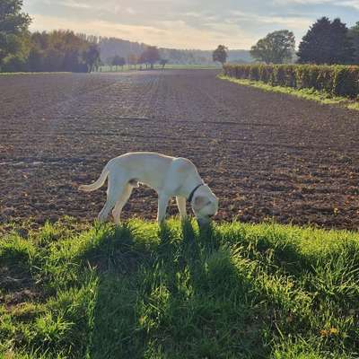 Hundetreffen-Spieletreff / Hundekumpel-Bild