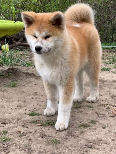 Akita Inu/American Akita (Mix) halter.-Beitrag-Bild