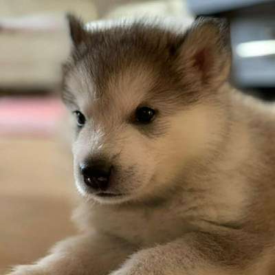 Hundetreffen-Treffen  Schnaittenbach  /wernberg