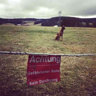 Zeigt mal die schönsten Bilder von euren Hunden !-Beitrag-Bild