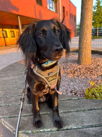 Mischlinge raten - Rätselspaß-Beitrag-Bild