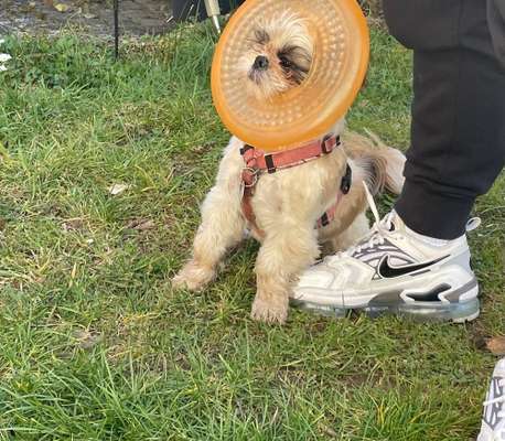 Dogorama Photo Challenge - Fail/Outtakes-Beitrag-Bild