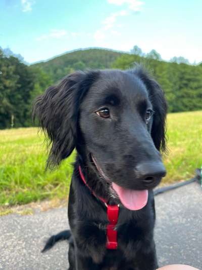 39. Collagen Challenge - Dein Hund auf einer Wiese-Beitrag-Bild