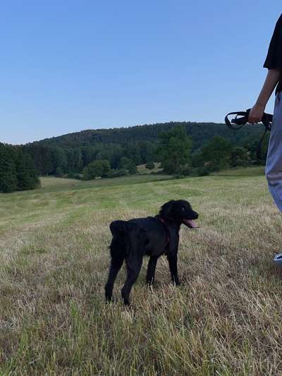 39. Collagen Challenge - Dein Hund auf einer Wiese-Beitrag-Bild